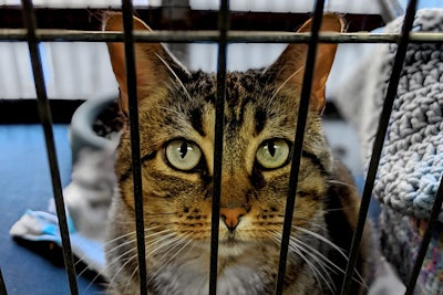 According to the latest report from Shelter Animals Count, nearly 1.9 million animals adopted in the first half of 2025 — down 1% from 2024.