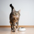 Give your brand a scientific edge with pet-proven postbiotics