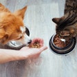 Anastas Dog Cat Eating