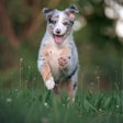 Imprecise metabolizable energy calculations can complicate pet health, making it imperative that the numbers used are accurate.