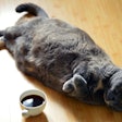 Pet owner awareness of their dog or cat’s body condition may be improving.
