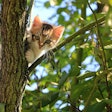 University of Maryland researchers call for stronger avian flu monitoring in cats after a 20-year review reveals a sharp rise in feline infections.