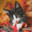 Cat 9183327 1280