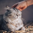 A new study shows New Zealand's relationship with its companion animals remains as strong as ever.