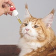 Cat Sniffing Cbd Dropper Erin Hinterland Pixabay