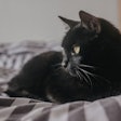 Northwest Naturals has terminated its voluntary recall of its Feline Turkey Recipe after an FDA audit found no evidence of H5N1 contamination.