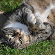 When it comes to pet obesity, the words we choose can either reinforce stigma and stereotypes — or promote a constructive, health-focused dialogue.