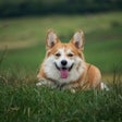 Corgi In Field Late Summer Molnar Szabolcs Erdely Pixabay com