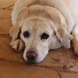 Researchers found that popular sporting breeds — particularly Labrador retrievers and Golden retrievers — demonstrate significantly higher food motivation compared to other breed groups.