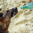 As pets are increasingly seen as family members, owners replicate their own consumption habits for them.