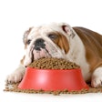 The amount of calories an animal needs is based on more than their ideal body weight. Age, breed, metabolism, medical conditions, and amount of exercise all play a role.