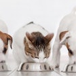 For the Pet Food Institute (PFI) and its members, the safety of pet food is of the highest priority.