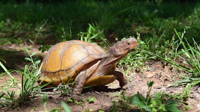 Myrtle the Turtle takes a walk in Florissant, Missouri. May 28, 2018