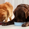 Unleash the Power of Postbiotics in Pets