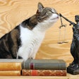 Navigating the various legalities of functional pet ingredients and food can be challenging, but knowing what you need to pay attention to is a good place to start.