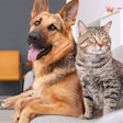 Improve pet health and metabolism with a functional ingredient