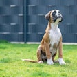 From trends to bowls, unique insights to maximize pet food performance