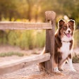 How Antioxidants Help Pets