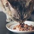 Insights into Wet Pet Food Quality