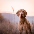Well being starts with stability: Actisaf SC50 PET, the probiotic for premium dry food