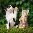 Optimizing the digestive health of dogs