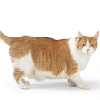 Dogs and cats are bearing the brunt of the pet obesity epidemic, with numbers going up in spite of significant options in the pet food space to help mitigate the issue.
