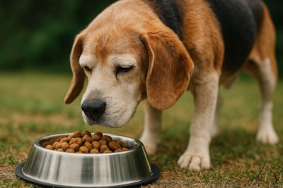 Old Beagle Sniffing A Bowl Of Food