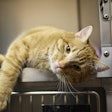 Veterinarians must be provided with nutritional education that matches pet owners’ unique needs with regards to their animals’ health and wellness.