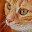 Orange Cat With Green Eyes Alexas Fotos Pixabay