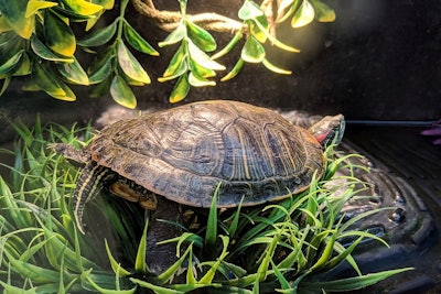 While no illnesses have been reported in pets or humans, Spectrum Brands Pet is recalling the affected lot out of an abundance of caution and in coordination with the U.S. Food and Drug Administration.