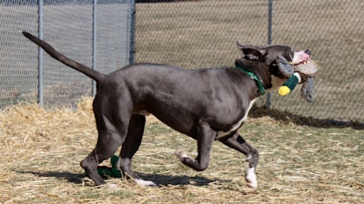 Pit Bull Mix Running With Toy 22833545454 O