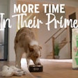 Primal Pet Foods Little Lamby