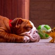With behavioral issues affecting up to 85% of dogs, Verb Biotics noted LP815 provides a clinically supported approach to ease anxiety, reduce aggression, and support more restful, consistent sleep.