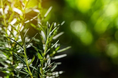 Demand for Sustainable Pet Food Ingredients Remains Strong