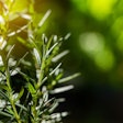 Demand for Sustainable Pet Food Ingredients Remains Strong