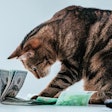 Zaretsky andrey Big Stock com Tabby Cat Money Dollars Business